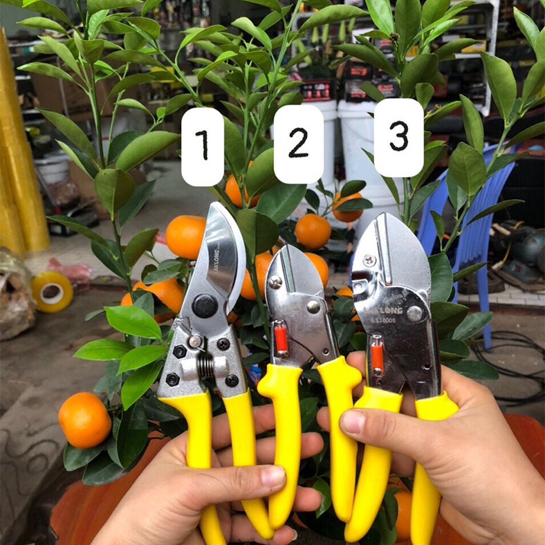 Các loại kéo cắt cành lan long