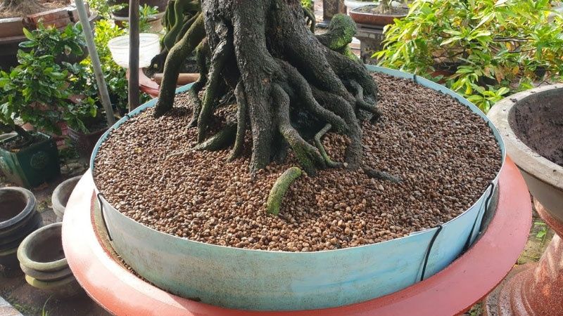 Đất nhật akadama trông cây bonsai  và thủy sinh