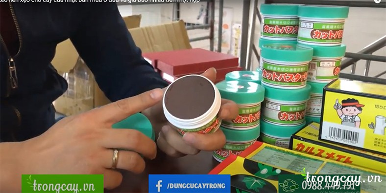 Keo liền da cây nhật bản