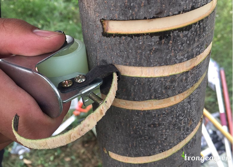 kéo khoanh vỏ con năn