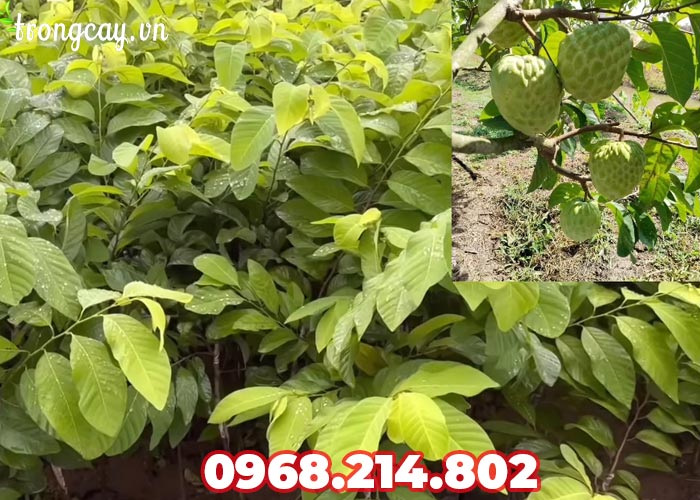 Cách trồng giống Na Thái Lan