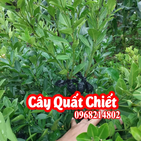 Mua Cây Quất Giống Ở đâu và bao nhiêu tiền 1 cây quất giống