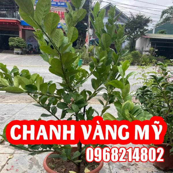 Mua Cây Cây Chanh Mỹ Ở Đâu Và Bao Nhiêu Tiền 1 Cây