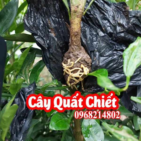 Mua Cây Quất Giống Ở đâu và bao nhiêu tiền 1 cây quất giống