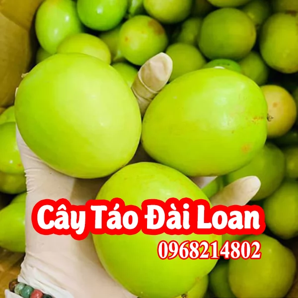 Tổng Hợp 4 Loại Giống Táo Dễ Trồng Và Mua Cây Táo Giống Ở Đâu