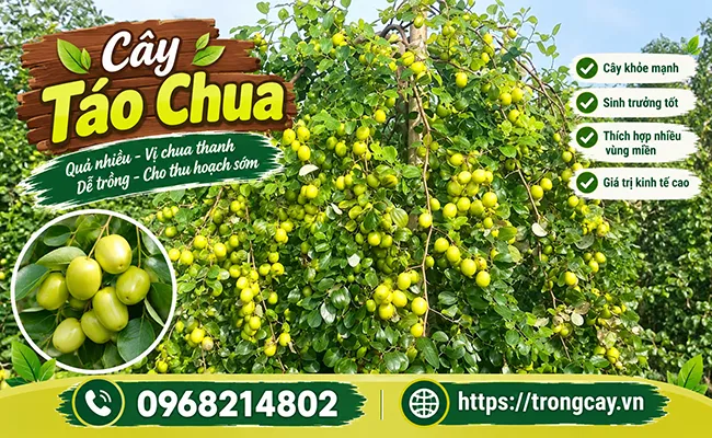 táo chua