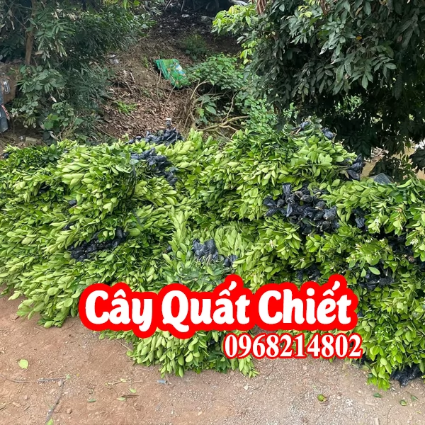 Mua Cây Quất Giống Ở đâu và bao nhiêu tiền 1 cây quất giống
