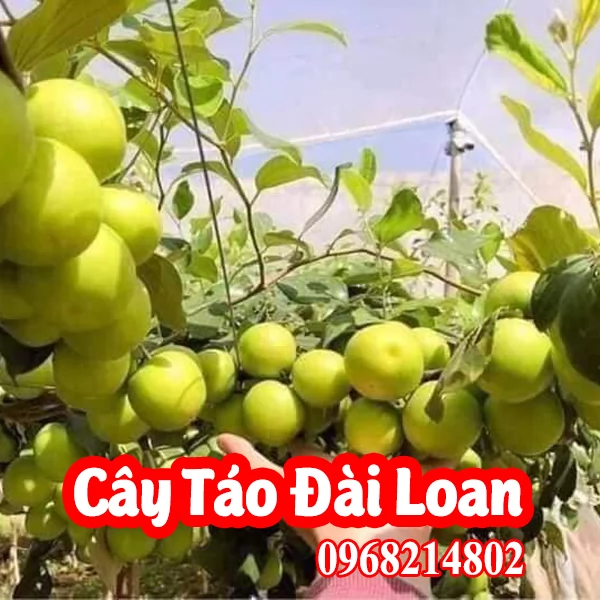 Cây Giống Táo Đài Loan Và Mua Ở Đâu
