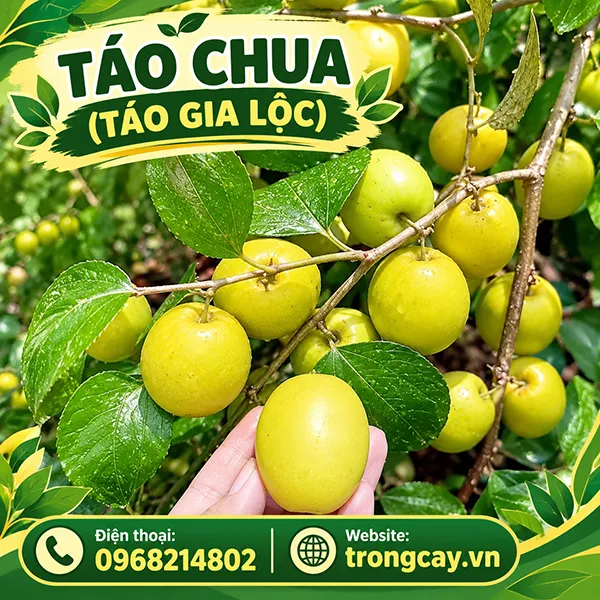 Cây Táo Chua (Cây Táo Gia Lộc) Bao Nhiêu Tiền Và Mua Ở Đâu