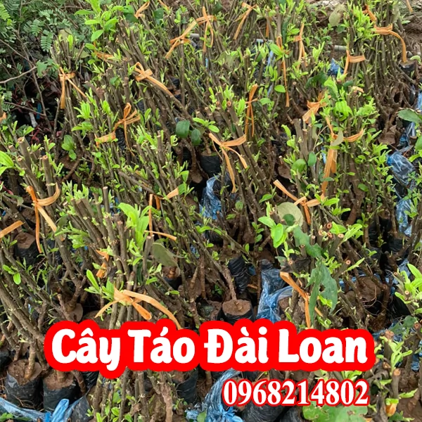 Cây Giống Táo Đài Loan Và Mua Ở Đâu