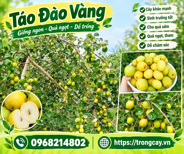 Cây Táo Đào Vàng Mua Ở Đâu. Kỹ Thuật Trồng và Giá Cây Giống Táo Đào Vàng