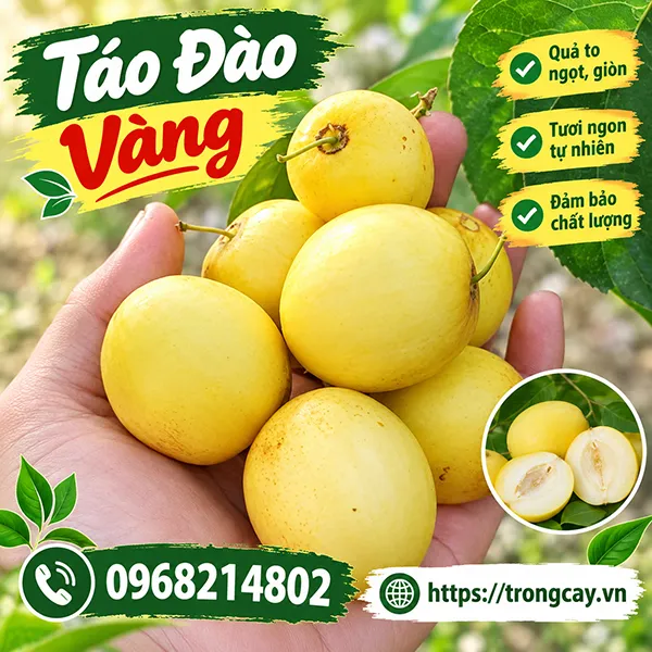 Cây Táo Đào Vàng Mua Ở Đâu. Kỹ Thuật Trồng và Giá Cây Giống Táo Đào Vàng