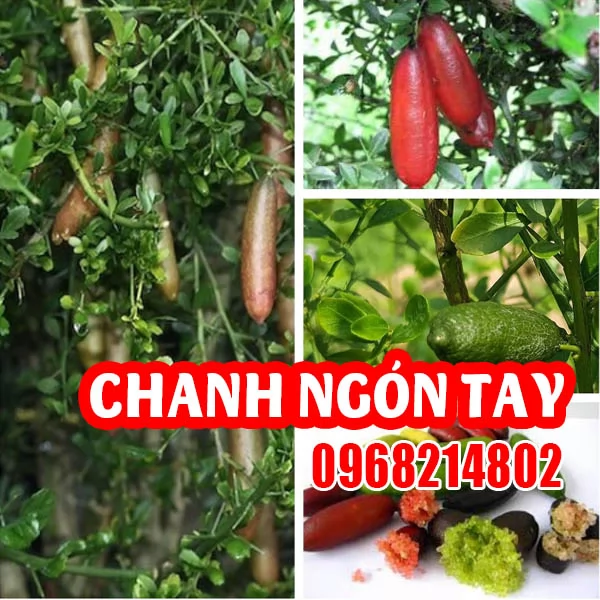 Chanh Ngón Tay - 