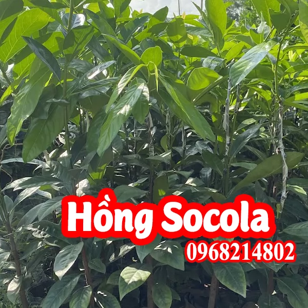 Cây giống hồng Socola mua ở đâu và bao nhiêu tiền 1 cây giống