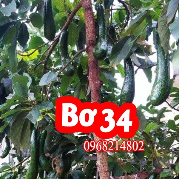 Mua Cây Giống Bơ 34 Ở Đâu Và Bao Nhiêu Tiền