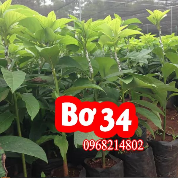 Mua Cây Giống Bơ 34 Ở Đâu Và Bao Nhiêu Tiền