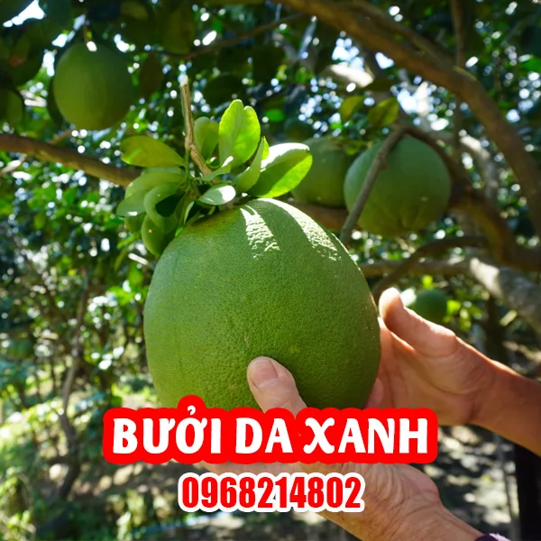 Mua Cây Bưởi Da Xanh Ở Đâu Và Bao Nhiêu Tiền 1 Cây Giống