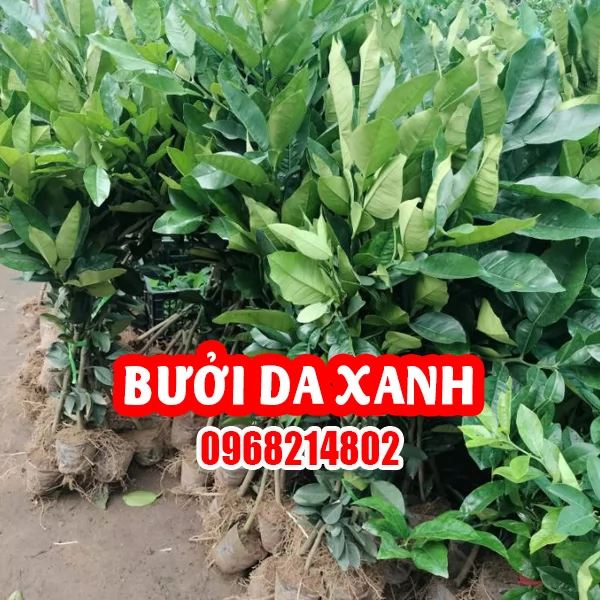 Mua Cây Bưởi Da Xanh Ở Đâu Và Bao Nhiêu Tiền 1 Cây Giống