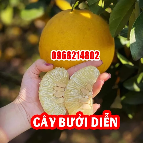 Mua Cây Giống Bưởi Diễn Ở Đâu Và Bao Nhiêu Tiền 1 Cây
