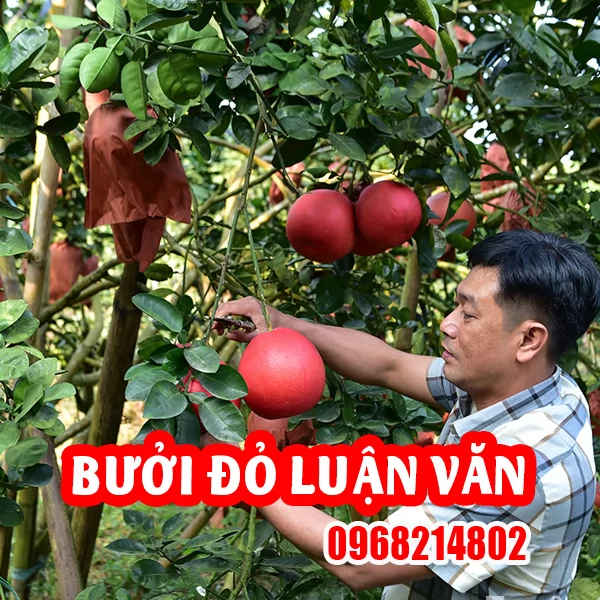 Mua Cây Bưởi Đỏ (Bưởi Luận Văn) Ở Đâu Và Bao Nhiêu Tiền 1 Cây Giống