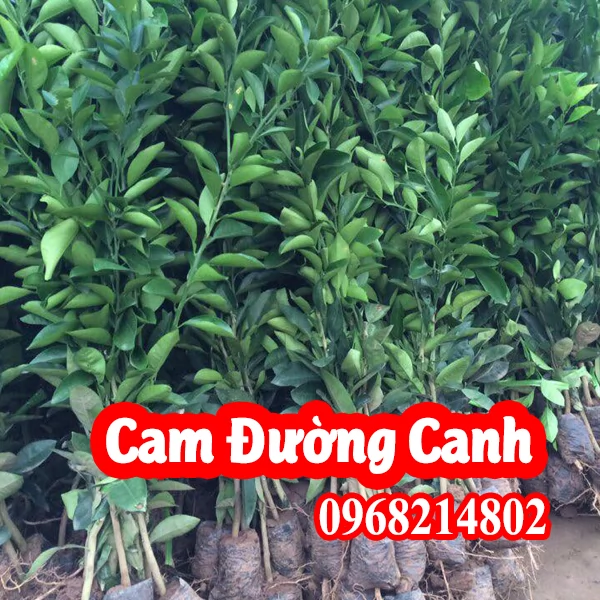Mua Giống Cây Cam Đường Canh ở đâu ? và bao nhiêu tiền 1 cây 