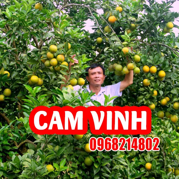Hướng Dẫn Trồng Và Chăm Sóc Cây Cam Vinh