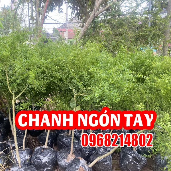 Chanh Ngón Tay - 