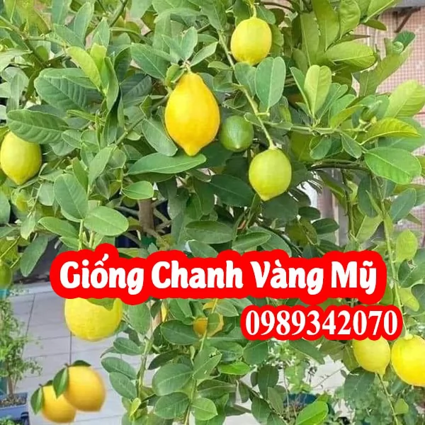 Mua Cây Cây Chanh Mỹ Ở Đâu Và Bao Nhiêu Tiền 1 Cây