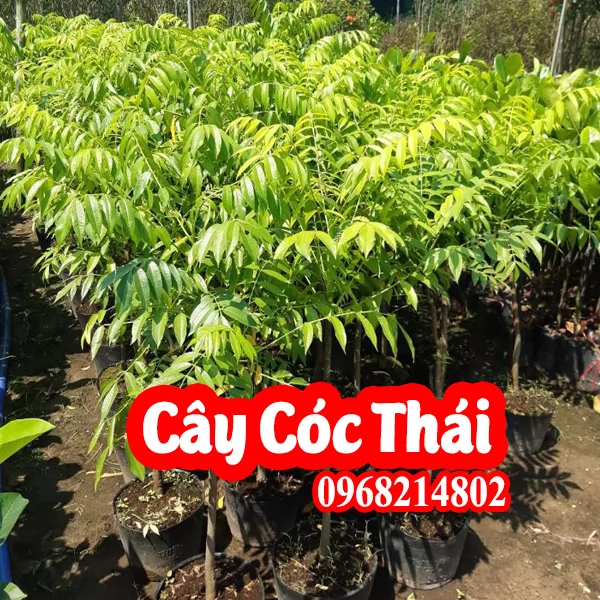 Địa Chỉ Bán Cây Cóc Thái Lùn Siêu Quả