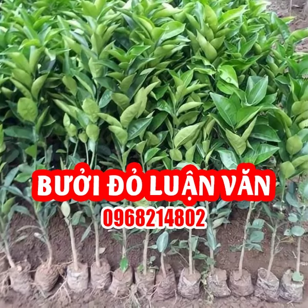 Mua Cây Bưởi Đỏ (Bưởi Luận Văn) Ở Đâu Và Bao Nhiêu Tiền 1 Cây Giống
