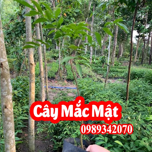 Mua Cây Giống Mắc Mật (Móc Mật) Ở Đâu Và Bao Nhiêu Tiền