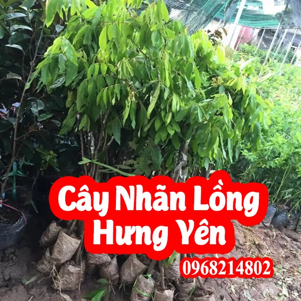 Mua cây nhãn lồng Hưng Yên giống ở đâu giá bao nhiêu tiền 1 cây