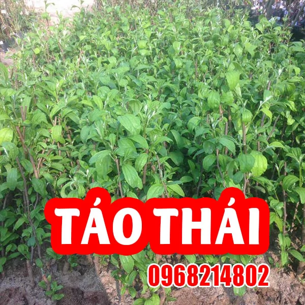 Tổng Hợp 4 Loại Giống Táo Dễ Trồng Và Mua Cây Táo Giống Ở Đâu