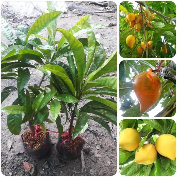 Cây Giống Trứng Gà (Lê Ki Ma) Giá Rẻ, Uy Tín, Giao Toàn Quốc