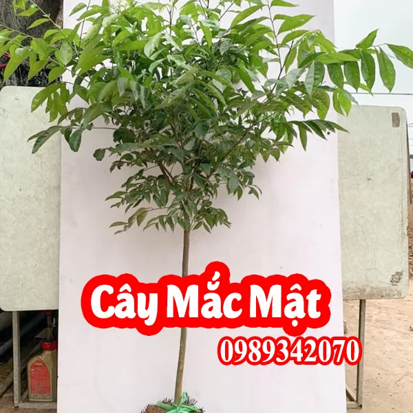 Mua Cây Giống Mắc Mật (Móc Mật) Ở Đâu Và Bao Nhiêu Tiền