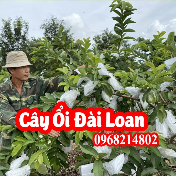 Cây Ổi Giống Lê Đài Loan Mua Ở Đâu Và Bao Nhiêu Tiền 1 Cây