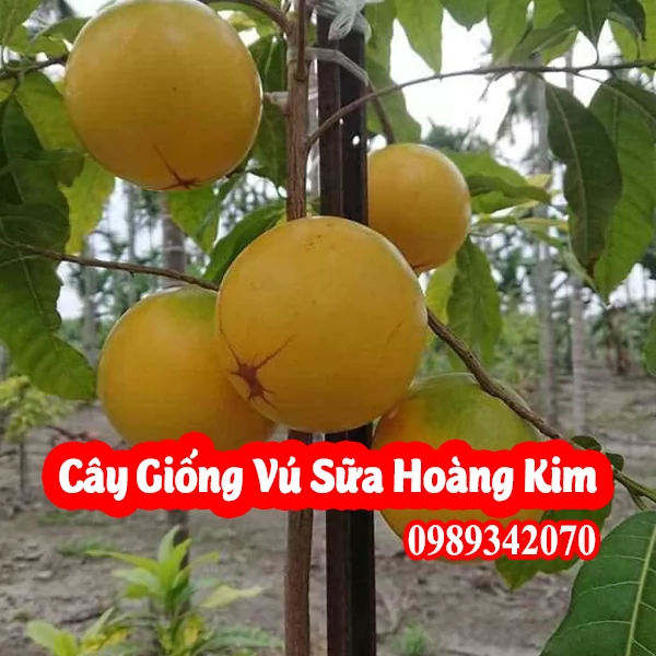Vú Sữa Hoàng Kim Vua Của Các Loại Quả Và Bao Nhiêu Tiền