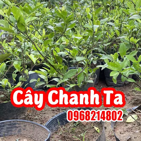 Trồng Chanh Ta Tại Nhà - Bí Quyết Thành Công Từ A-Z
