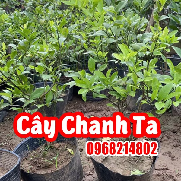 Trồng Chanh Ta Tại Nhà - Bí Quyết Thành Công Từ A-Z