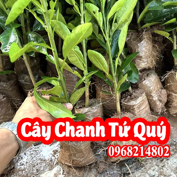 Nơi Bán Cây Giống Chanh Bốn Mùa, cây giống chanh Tứ Quý  ở đâu 