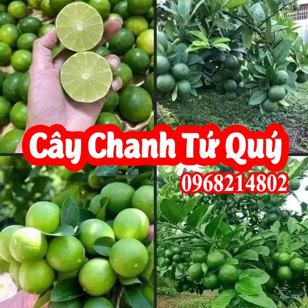 Nơi Bán Cây Giống Chanh Bốn Mùa, cây giống chanh Tứ Quý  ở đâu 