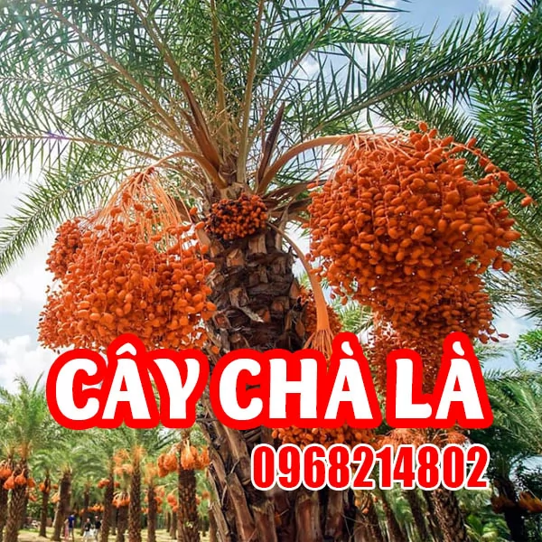 Giống Cây Chà Là – Kho Báu Từ Sa Mạc, Cơ Hội Vàng Cho Nhà Vườn Việt