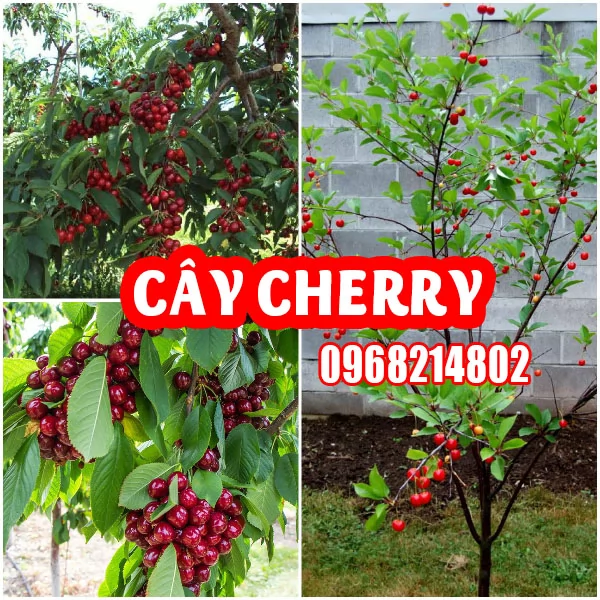 Trồng Cherry Tại Nhà: Từ A-Z Cho Người Mới Bắt Đầu