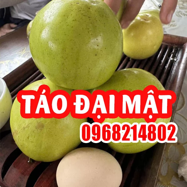 Cây Táo Đại Mật: Trọn Bộ Thông Tin Về Giống Táo 