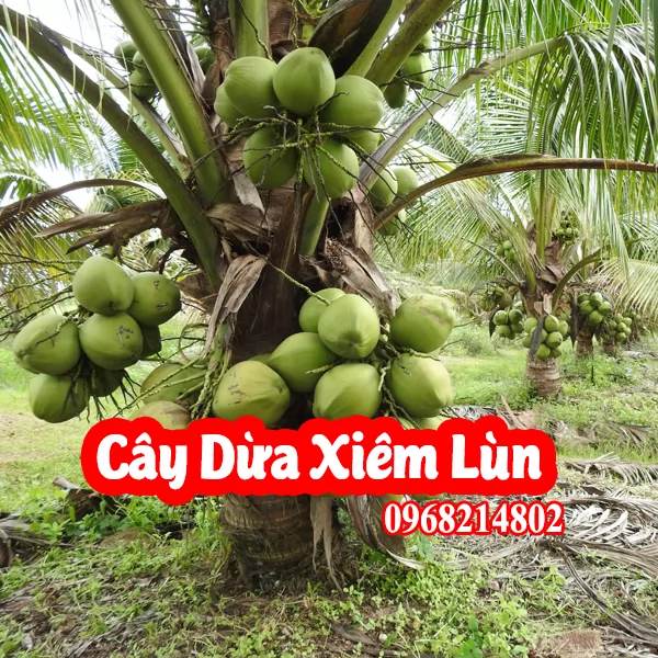 Cây Giống Dừa Xiêm Lùn - Mua Cây Giống Dừa Xiêm Lùn Ở Đâu Và Bao Nhiêu Tiền