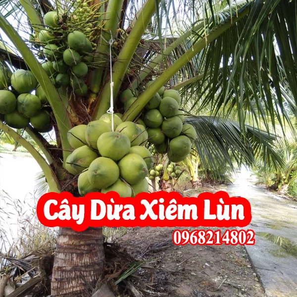 Cây Giống Dừa Xiêm Lùn - Mua Cây Giống Dừa Xiêm Lùn Ở Đâu Và Bao Nhiêu Tiền