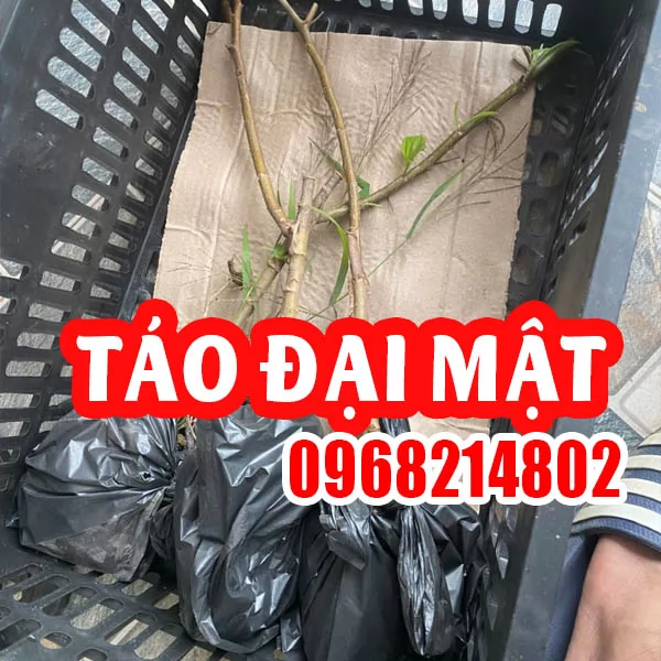 Cây Táo Đại Mật: Trọn Bộ Thông Tin Về Giống Táo 