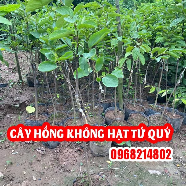 Cây Giống Hồng Không Hạt Tứ Quý