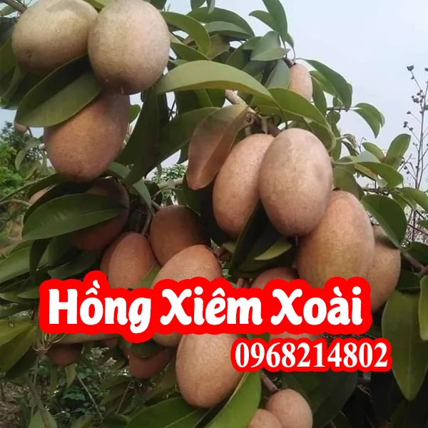 Mua cây giống Hồng Xiêm Xoài ở đâu?
