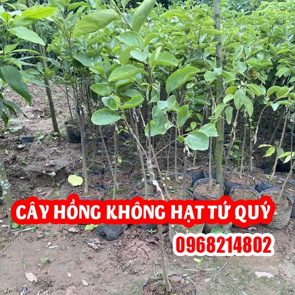 Cây Giống Hồng Không Hạt Tứ Quý